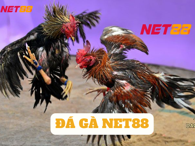 Đá gà trực tuyến Net88 - Trận chiến kịch tính, tỷ lệ nhiễm hấp thụ